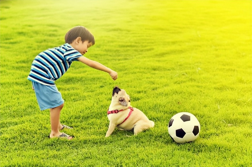 狗子对猫狂吼,狗子为什么吼其它狗子