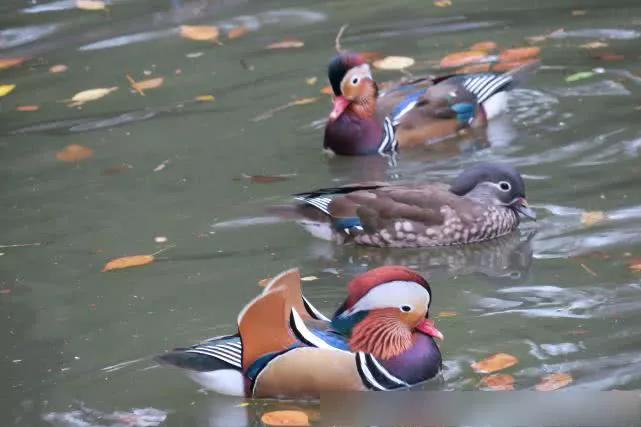 哈尔滨市兆麟公园预约,哈尔滨市兆麟公园最新通知