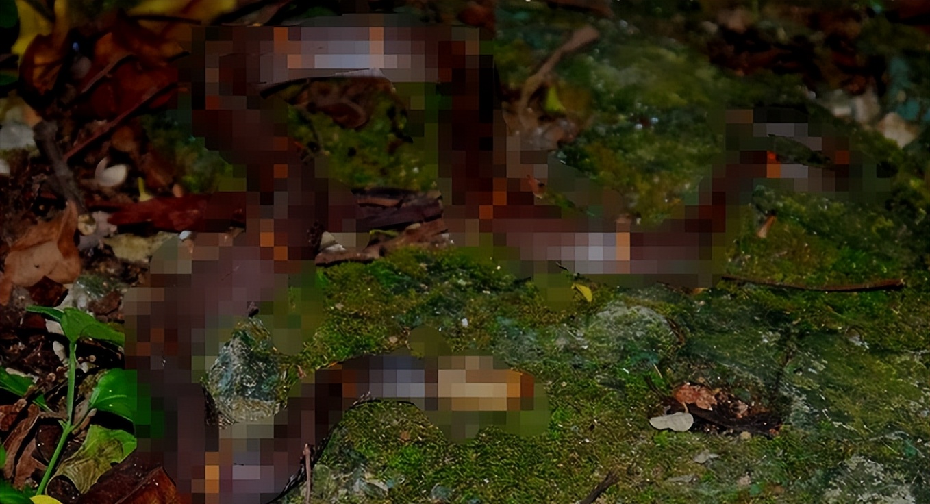 银环蛇是中国最毒的毒蛇吗,十堰发现白头蝰蛇