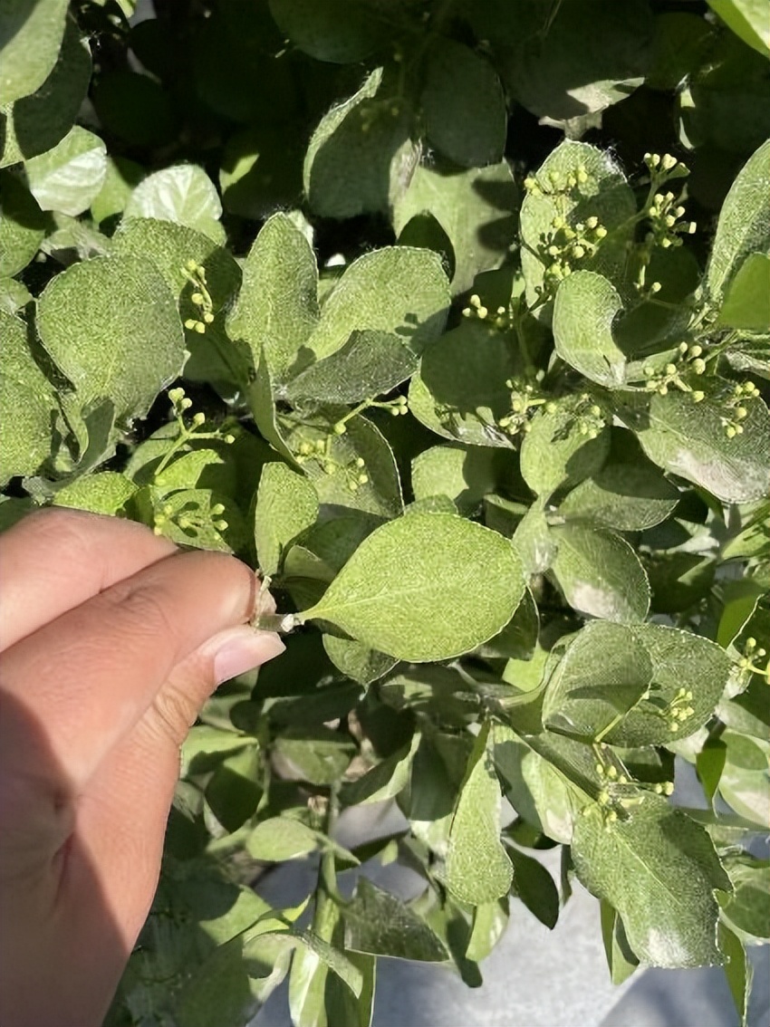 12月份园林绿化养护工作重点,元月份园林养护重点工作