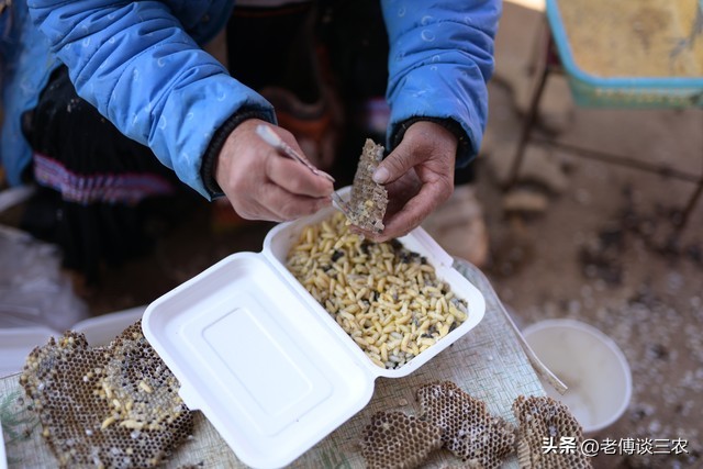 胡蜂人工养殖技术全套教程,农村00后小伙创业养殖胡蜂