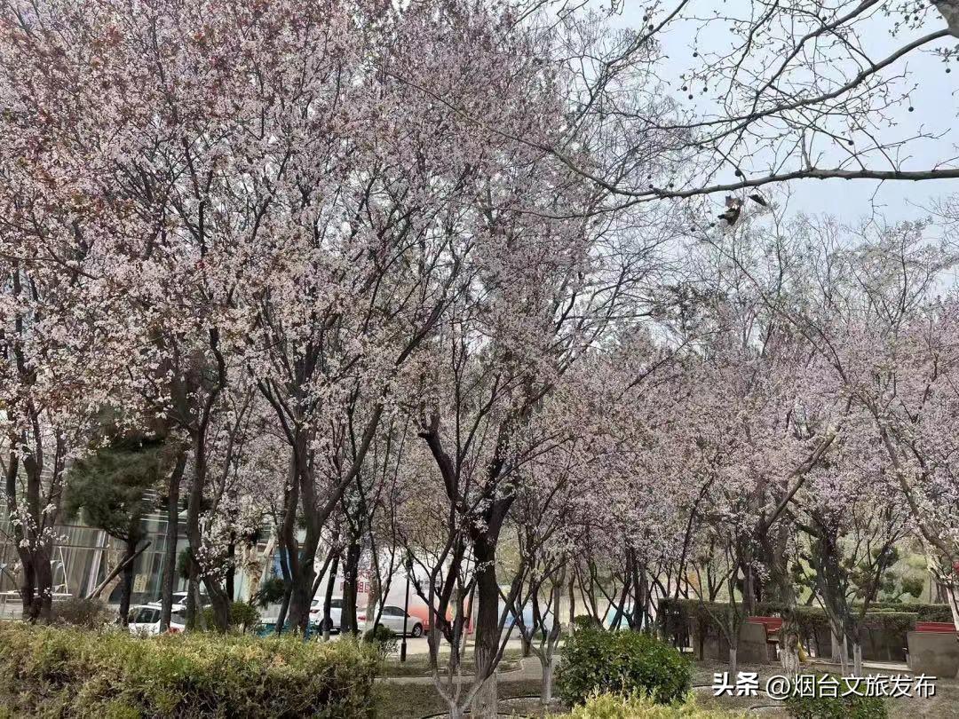 烟台2018年赏花攻略全集,春天烟台赏花地点推荐芝罘区