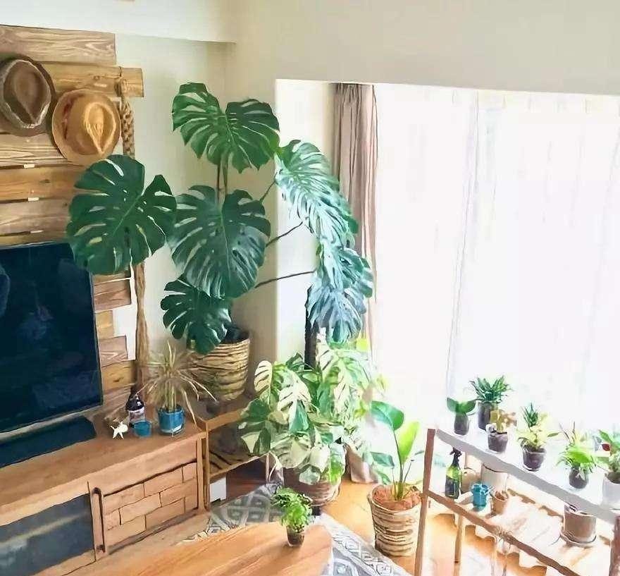 客厅养什么花好看又好养,客厅养什么花好看又好养活