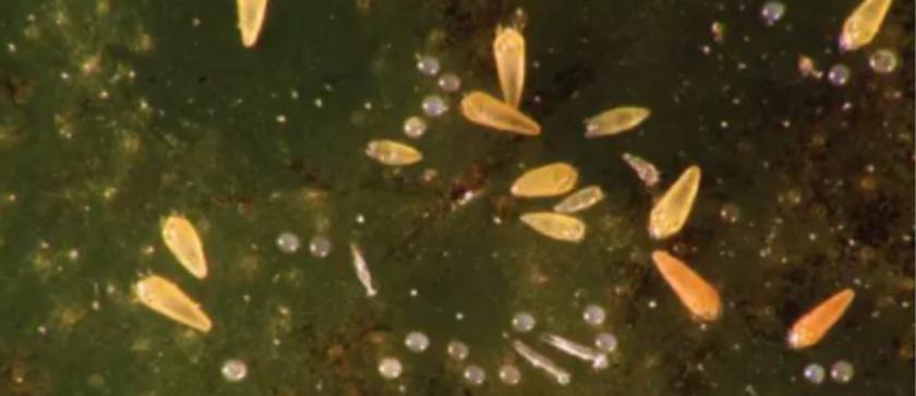 防锈壁虱的最佳方法,锈壁虱什么时间开始防治