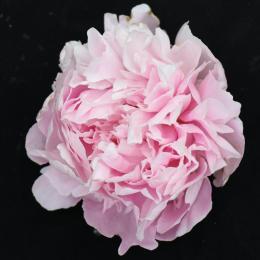 给最爱的Ta，送芍药还是玫瑰？