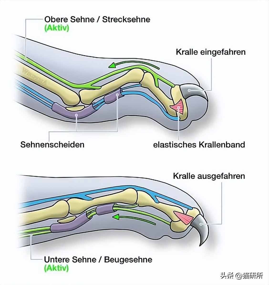 猫咪身上有个神奇的开关,猫咪身上的神秘开关