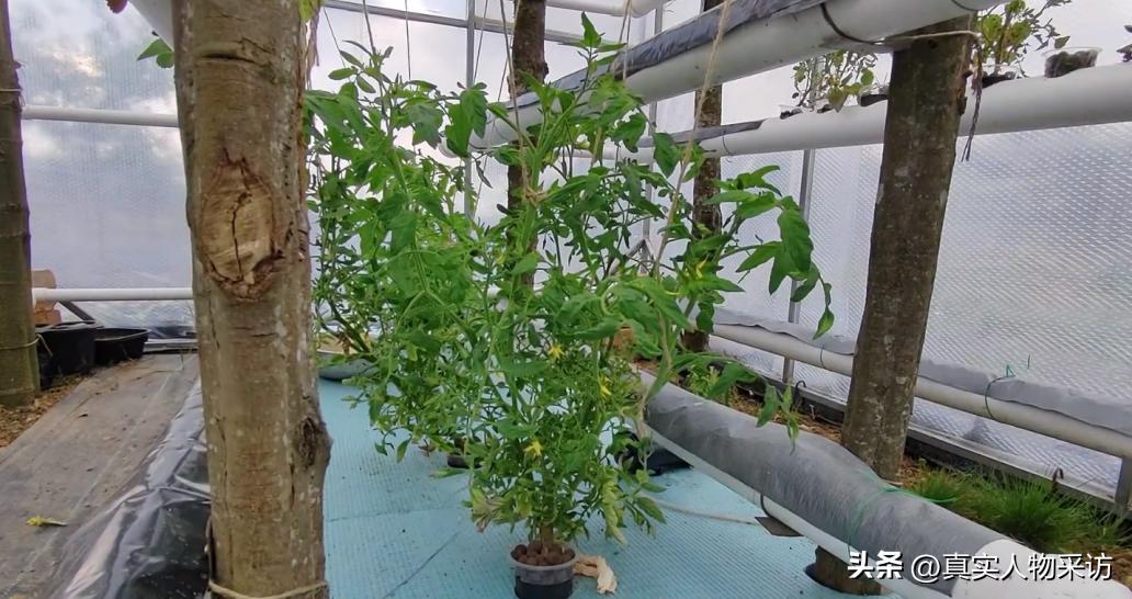 我80后，放弃上海的房和车，买200亩山林，和老公隐居山林，真爽