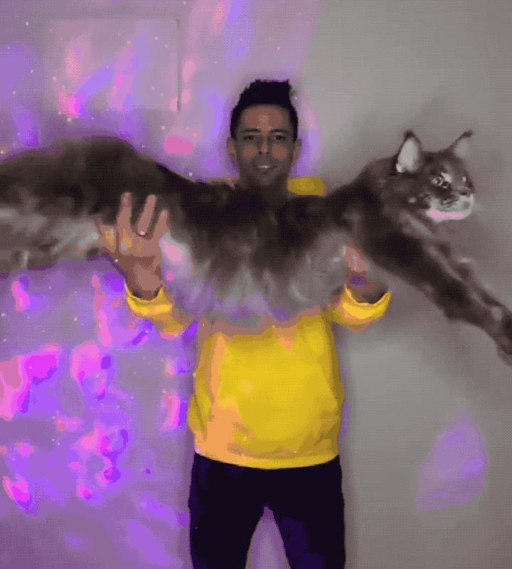 养猫一时爽撸猫火葬场,买猫一时爽养猫火葬场