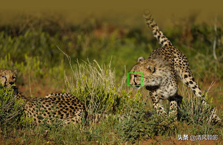 拍鸟什么微单相机合适,索尼a7r4深度拍摄感受