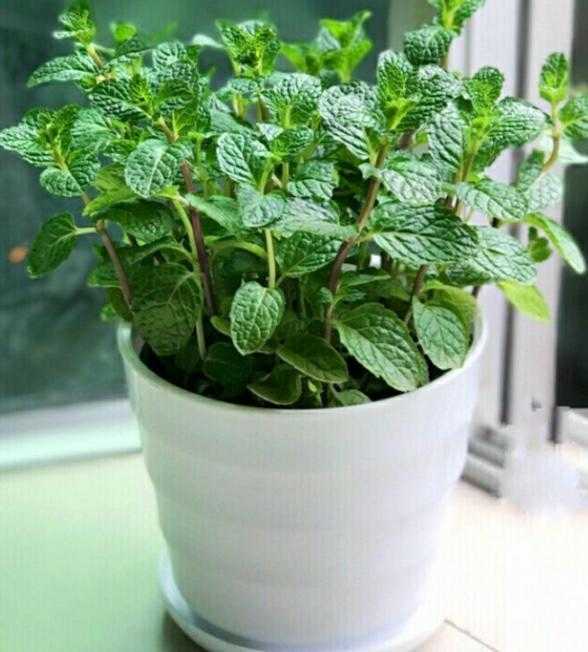 10种促进睡眠的植物，让你一觉睡到天大亮