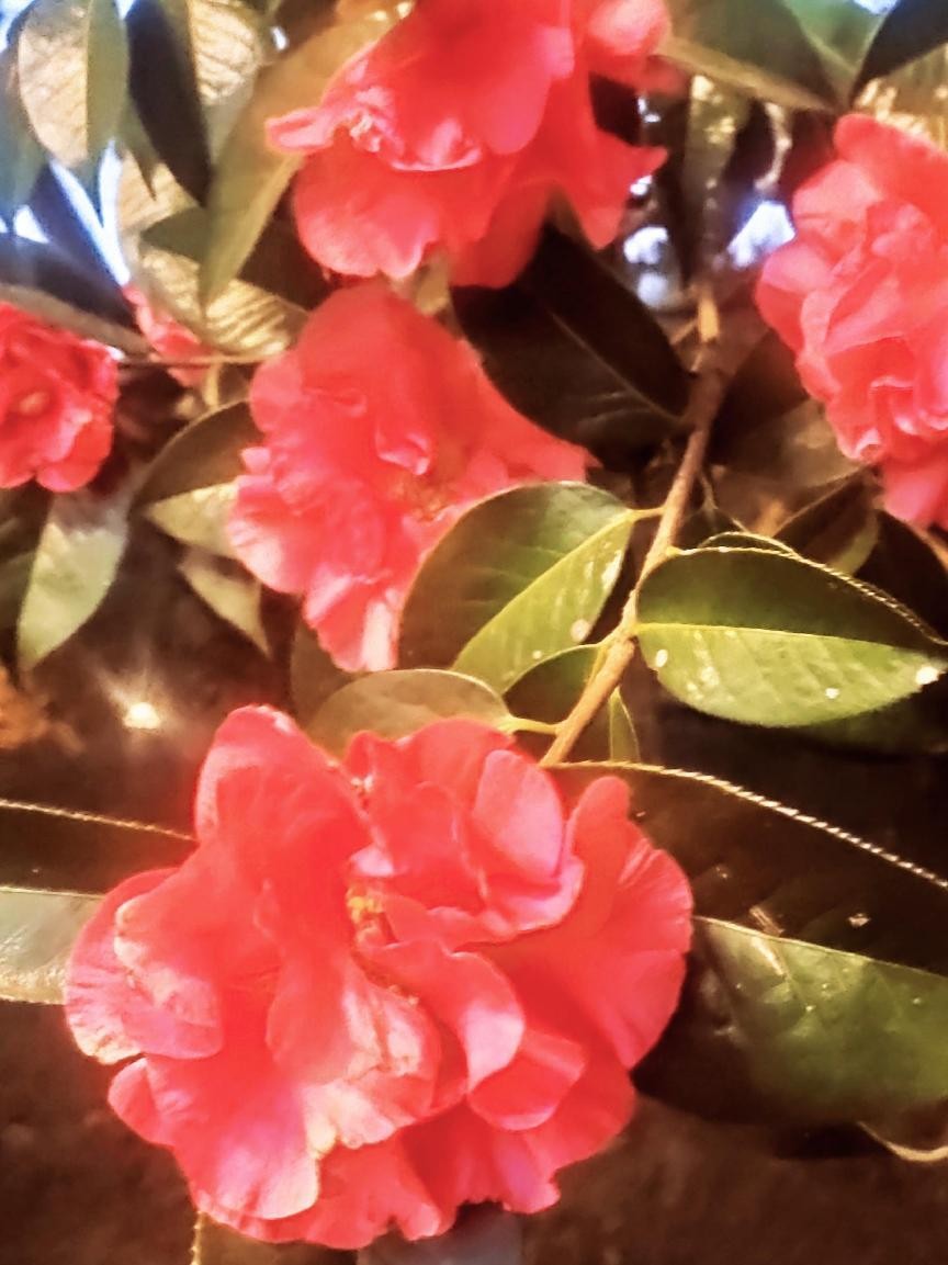 十一月云南旅游攻略腾冲 (从云南腾冲看云南旅游攻略)