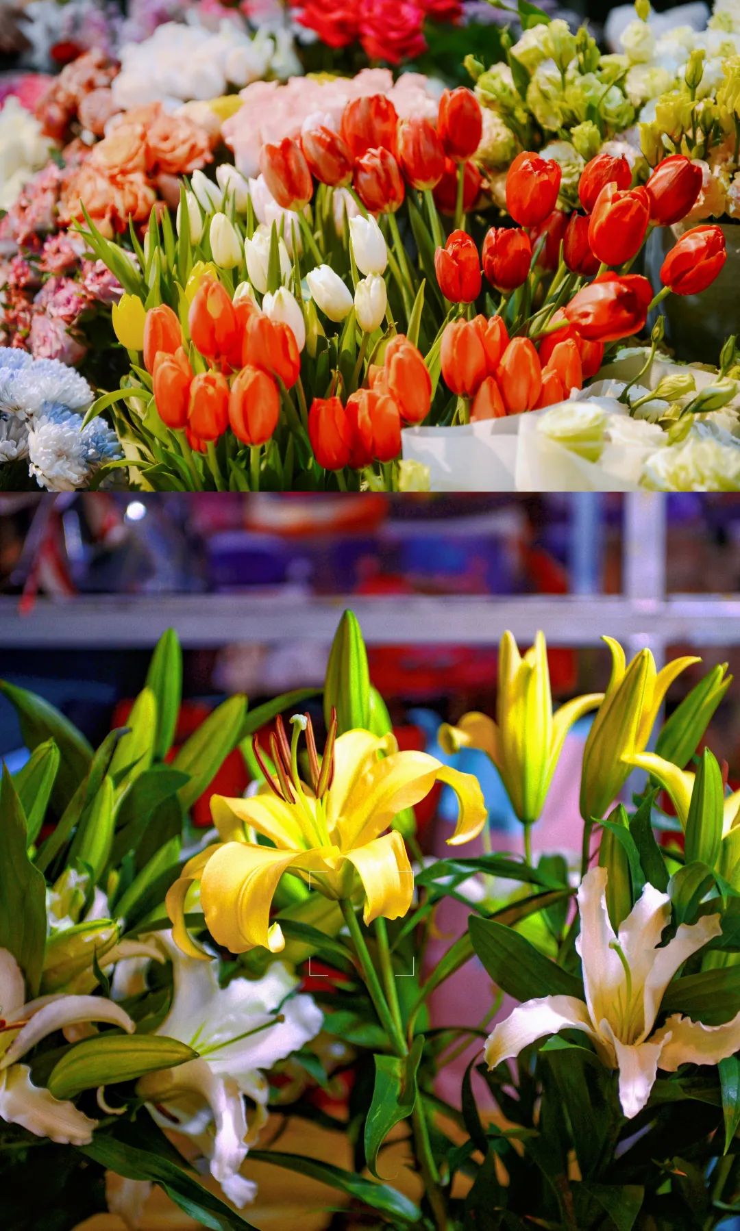 济南春天看花好去处,来济南买金子