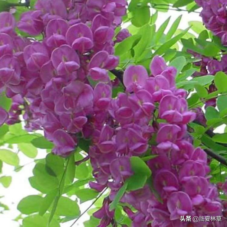 【临夏林草文化】科普篇‖千树万树槐花开，浮香一路到天涯