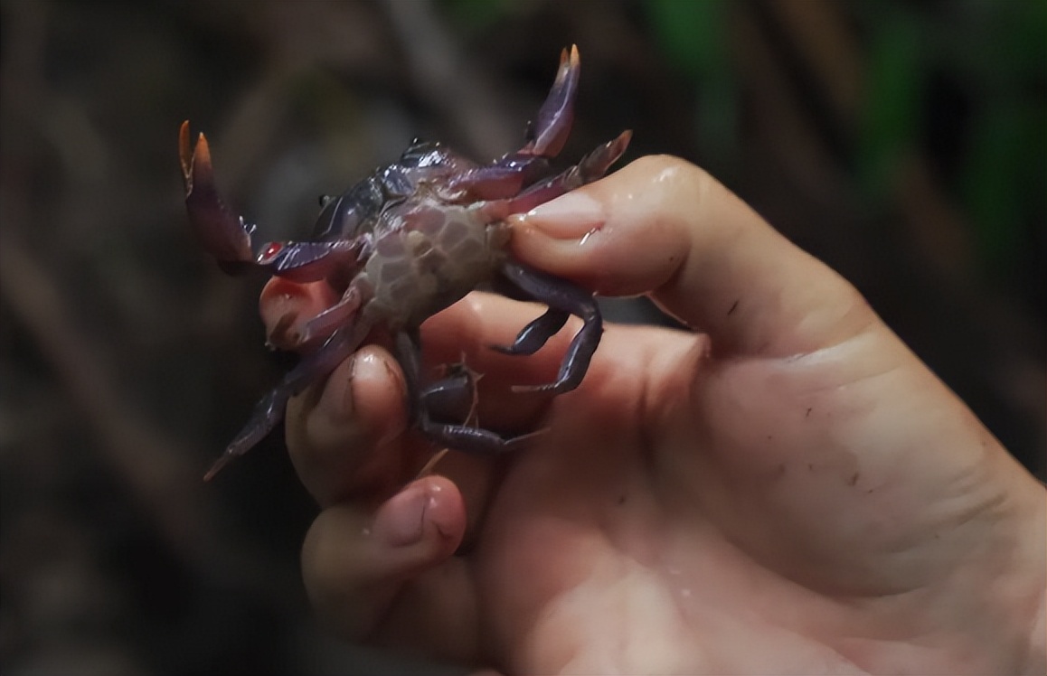 盘点八种正在消失的河鲜,常见的河鲜有哪些