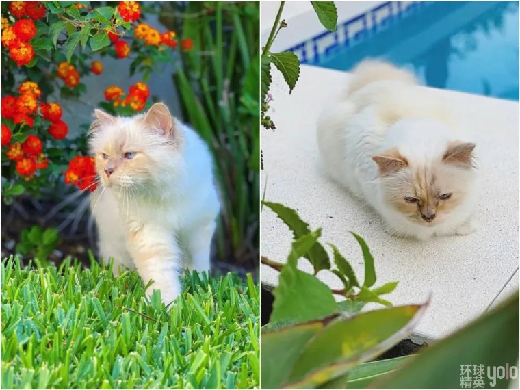 metgala绾㈡2022,metgala绾㈡2021