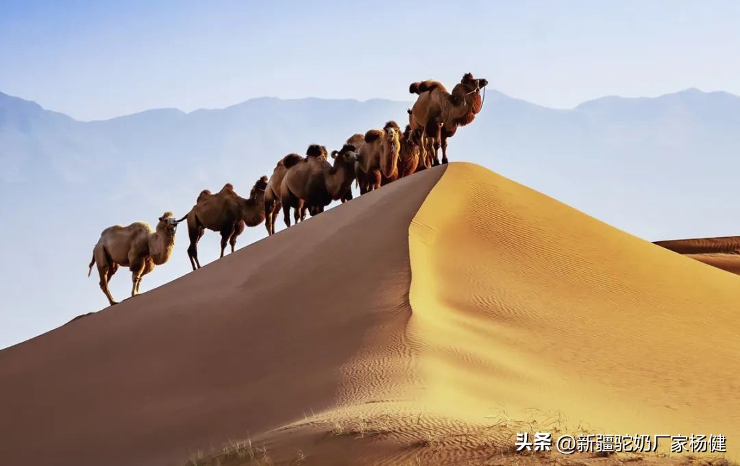 骆驼一般都在哪里出现,骆驼在哪里才有