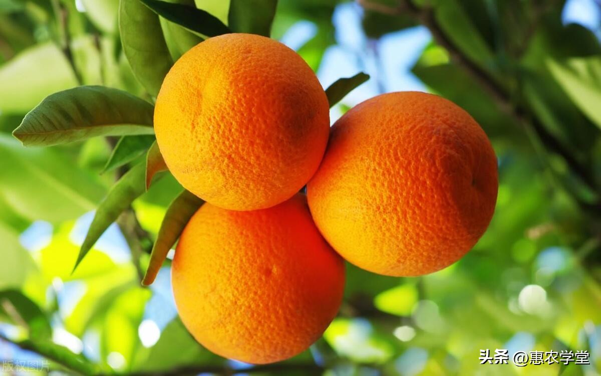 产地橙子价格,今天广西橙子批发价格