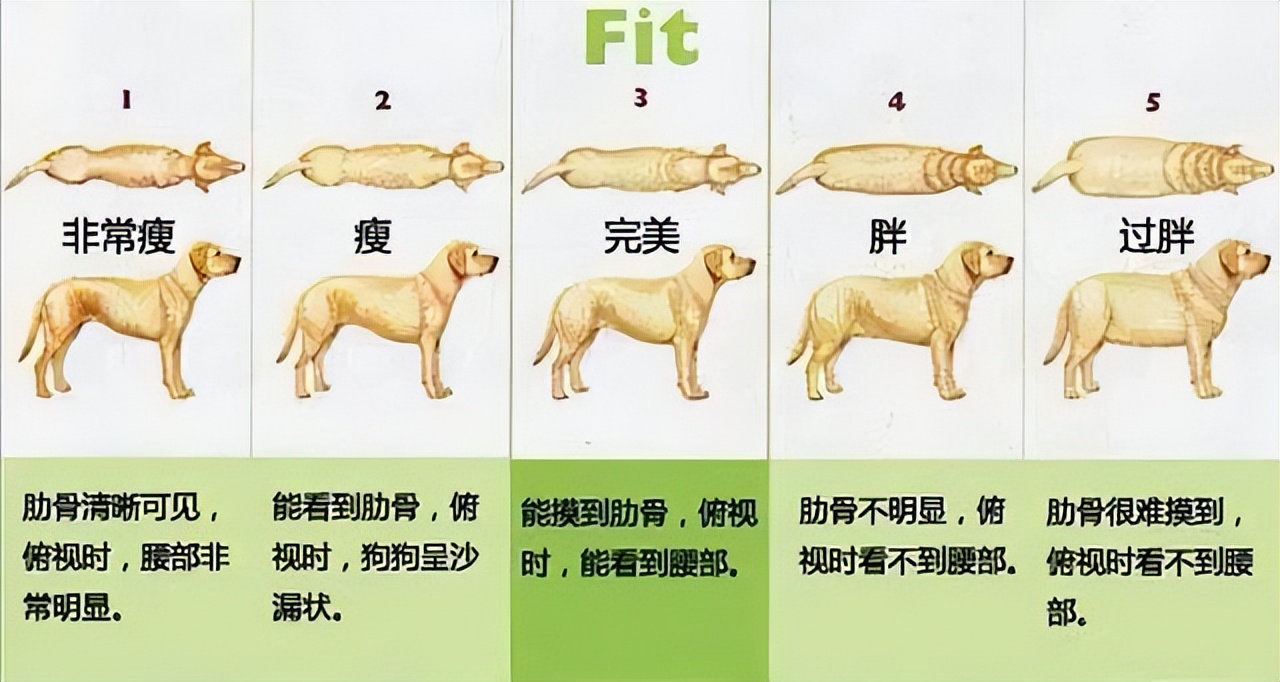 狗狗虚胖图,狗狗虚胖