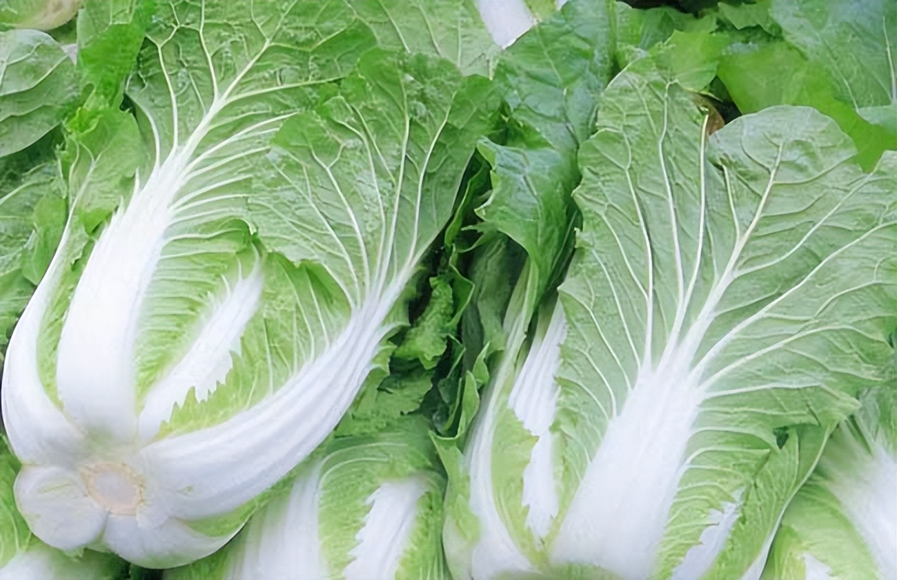 喷了甲醛的白菜怎么处理,喷过甲醛的白菜什么样