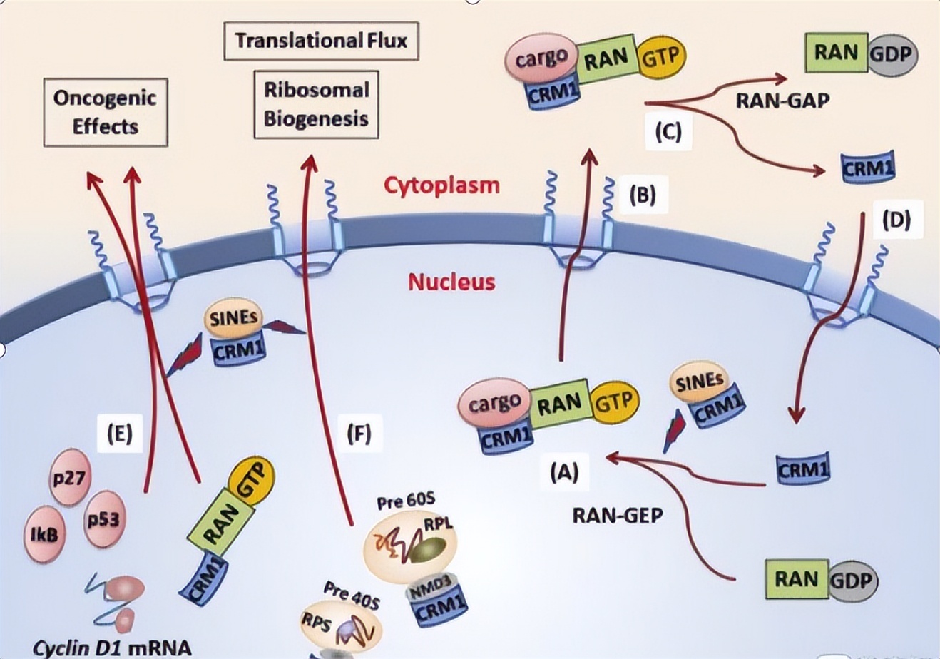 ZIP转运蛋白内部锌摄取的组氨酸突变体细胞活性自我调控机制