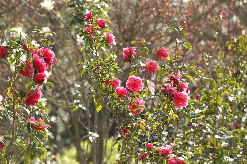 赏花来这里这是云南的专属浪漫,五月来昆明遇见紫色花海