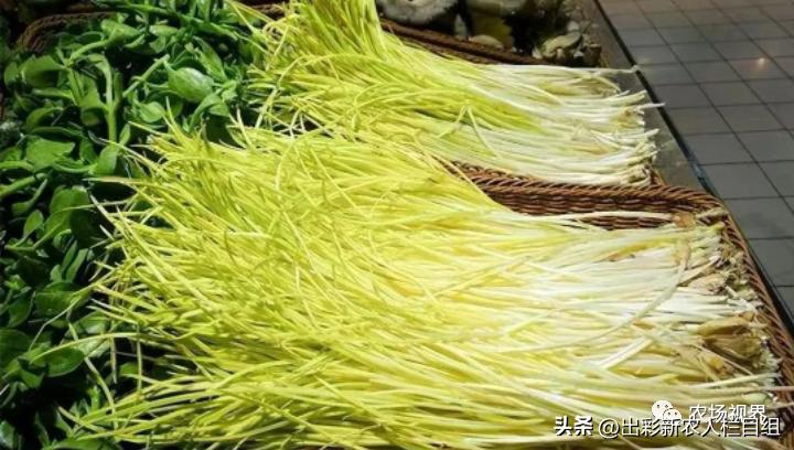 出彩农业工资,河南农村出彩新农人