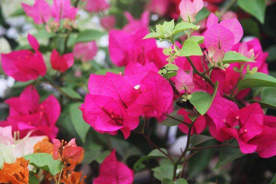 花草三不送,养花三不送