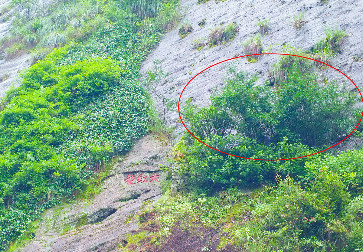 福建大红袍茶,福建大红袍属于什么茶类