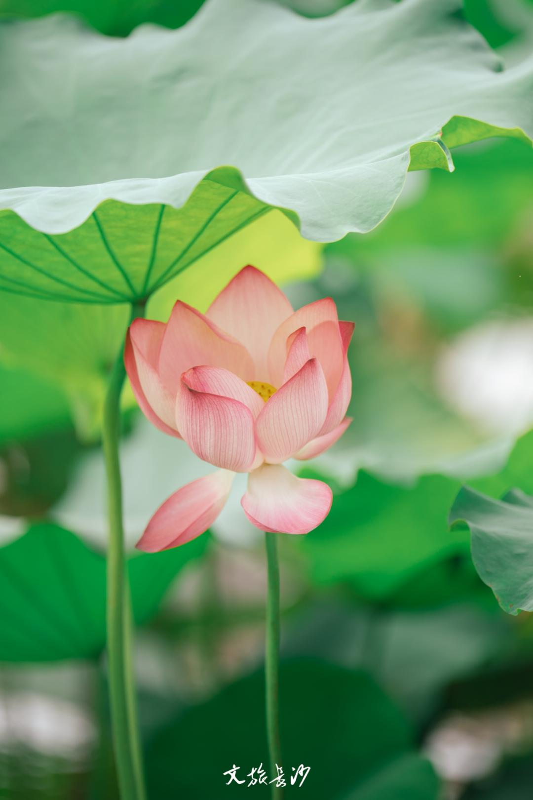 长沙赏秋去哪里,长沙第一波赏荷地图