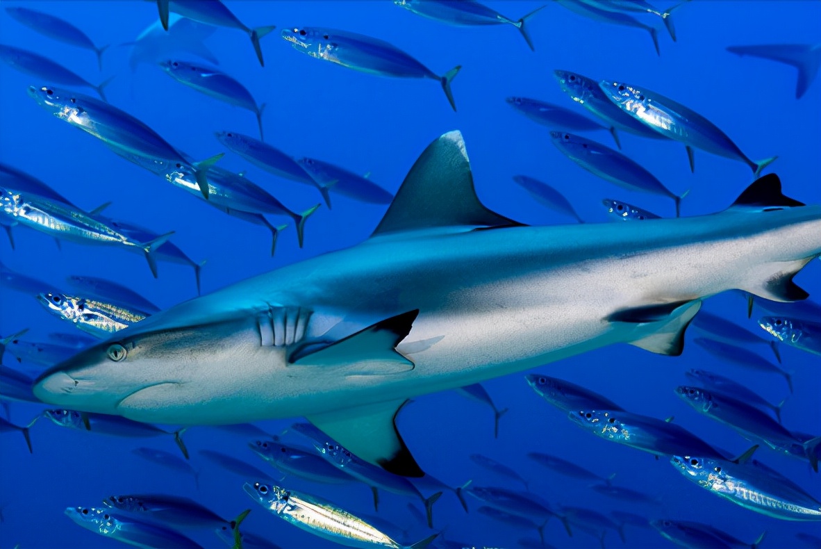 为什么鲨鱼只要鱼翅不要鱼肉呢,鲨鱼的鱼翅是什么味