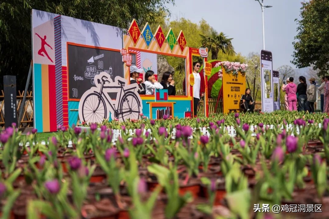 郁金香花的花语和寓意,郁金香玫瑰花语是什么