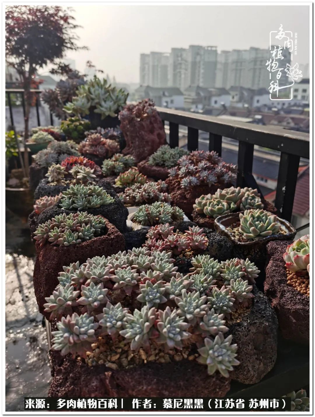 生活需要三分甜,生活需要一半禅意一半烟火