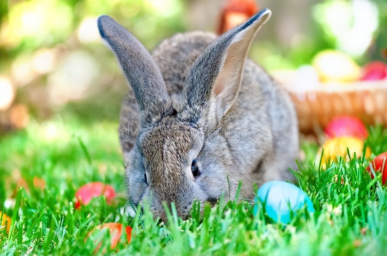 兔子打喷嚏是什么声音,兔子频繁打喷嚏是什么原因