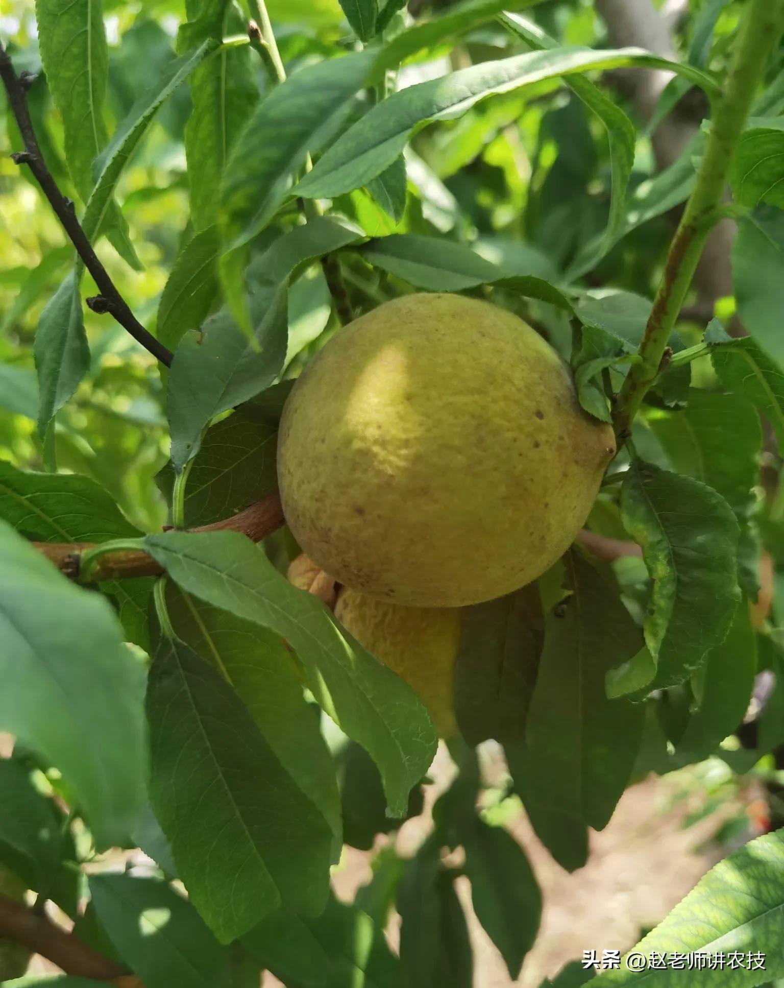 桃中后期缩果,桃缩果什么原因