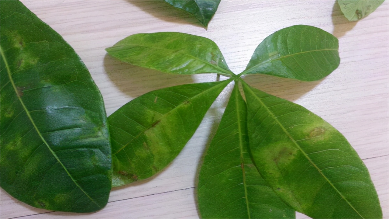 发财树病虫害图解大全,发财树都有哪些病虫害