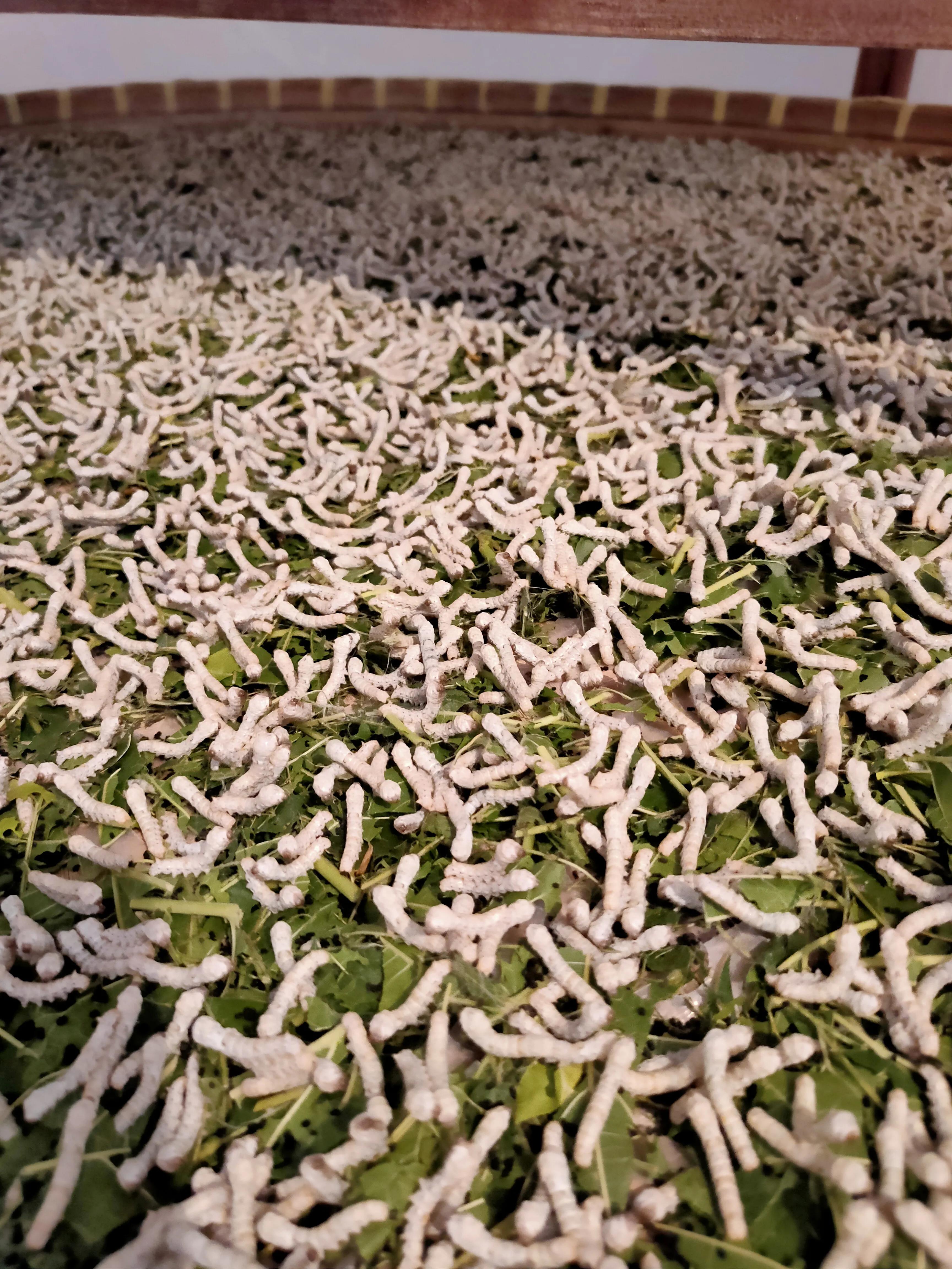 作为一个土生土长的中国人的感受,作为一名地地道道的农村人