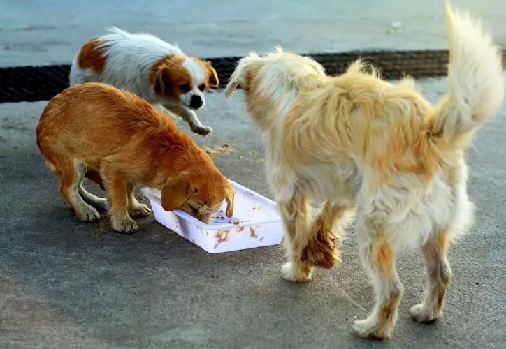 没有责任心？公狗从不抚养自己的“骨肉”，其实有这些原因