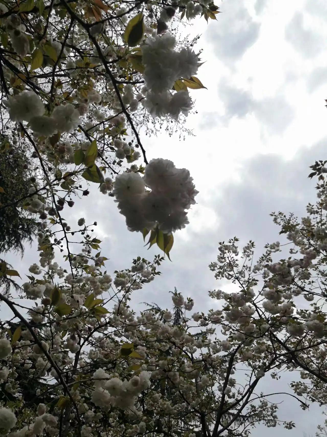 樱花校园鲁迅先生,鲁迅先生您是我的崇拜者