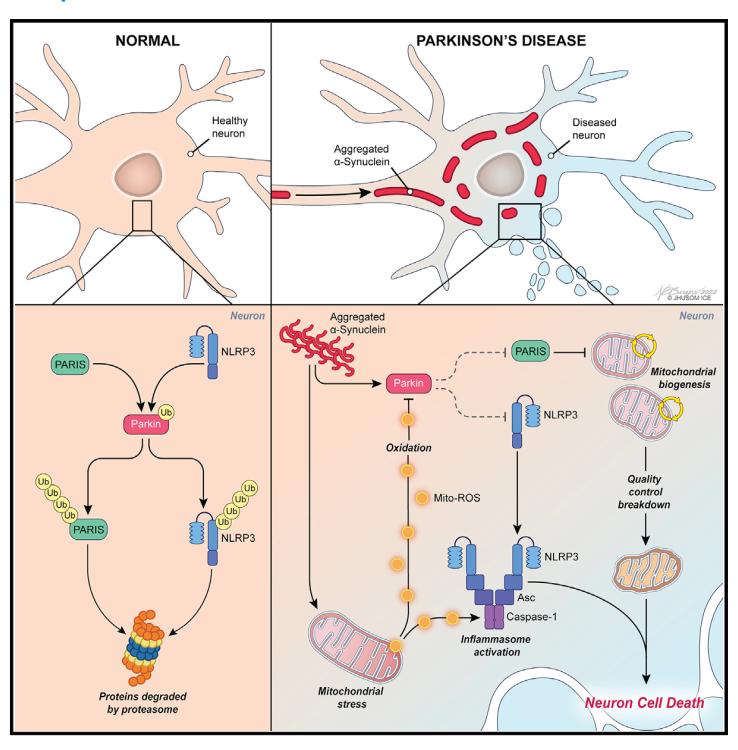 世界帕金森病日第28个主题,世界帕金森病日完整版