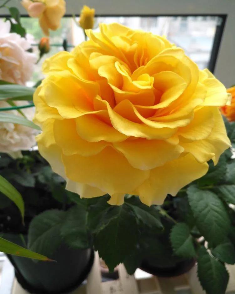 月季美图100张,妩媚动人的月季花图片