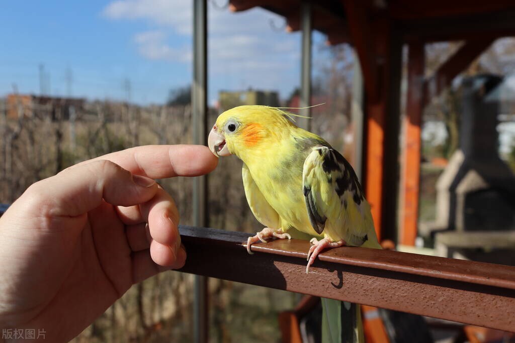 鹦鹉怕人怎么训练,家养鹦鹉怕冷吗