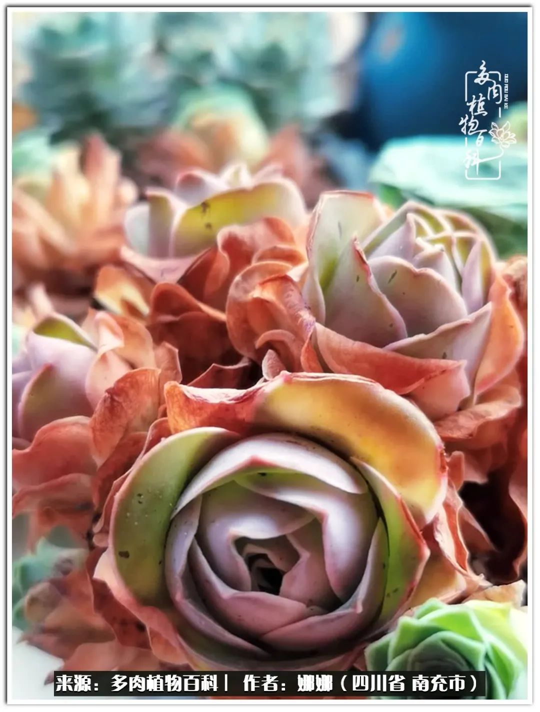 带刺的玫瑰阳台多肉,开花的玫瑰多肉