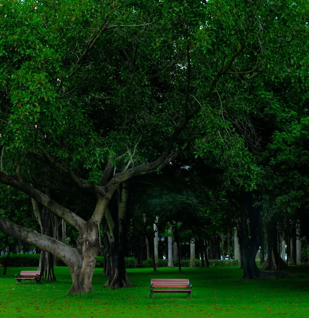 周末森林公园推荐深圳宝安,深圳森林公园登上山顶看美景