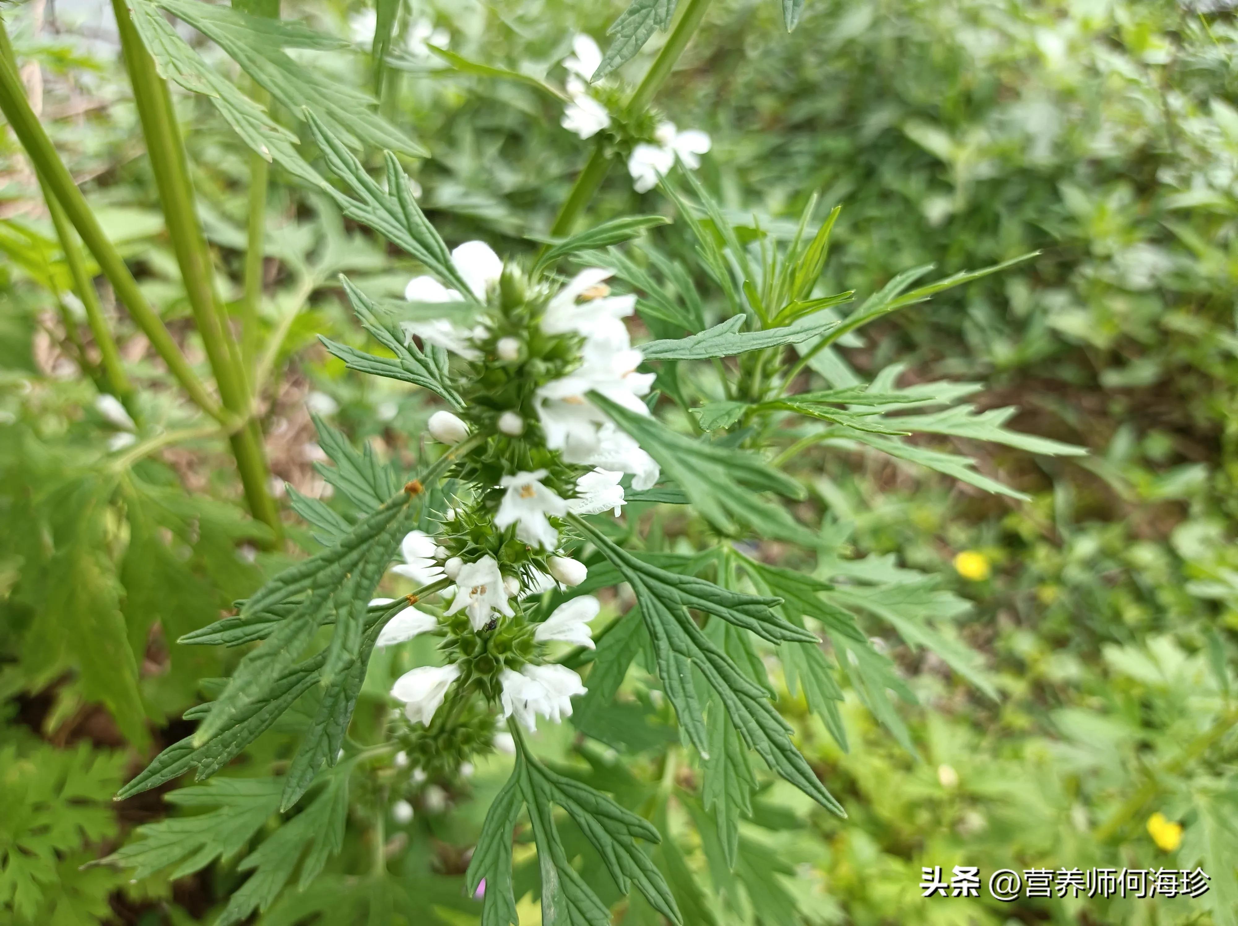 民间俗称“妇科圣草”，农村田边有不少，女人看到就挖走，好处多