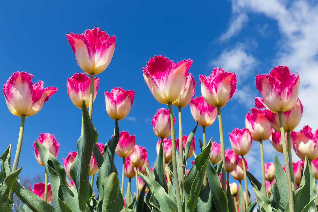 郁金香花语哲理句,郁金香花语文案短句干净治愈