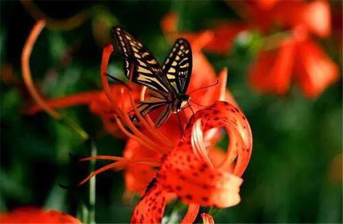 绽放的百合花,绽放的百合花32