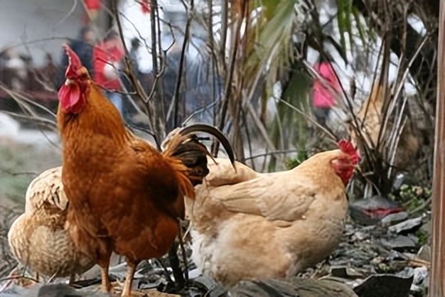 惠州大型养鸡场,十亩山林养殖3000只鸡