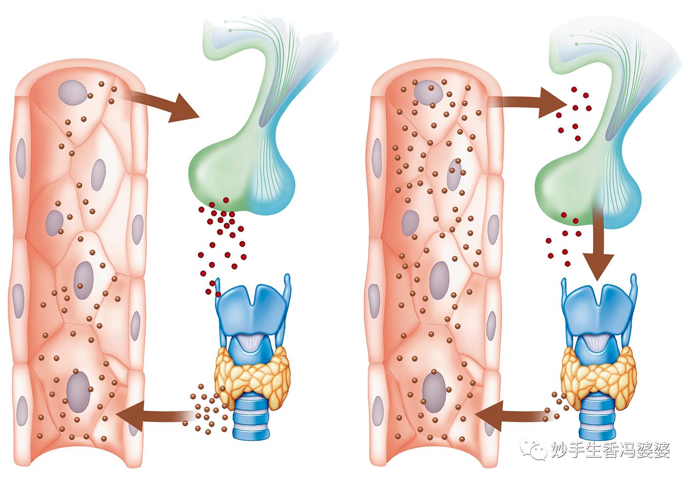 甲状腺最坏的三个习惯,关于甲状腺的5个小秘密