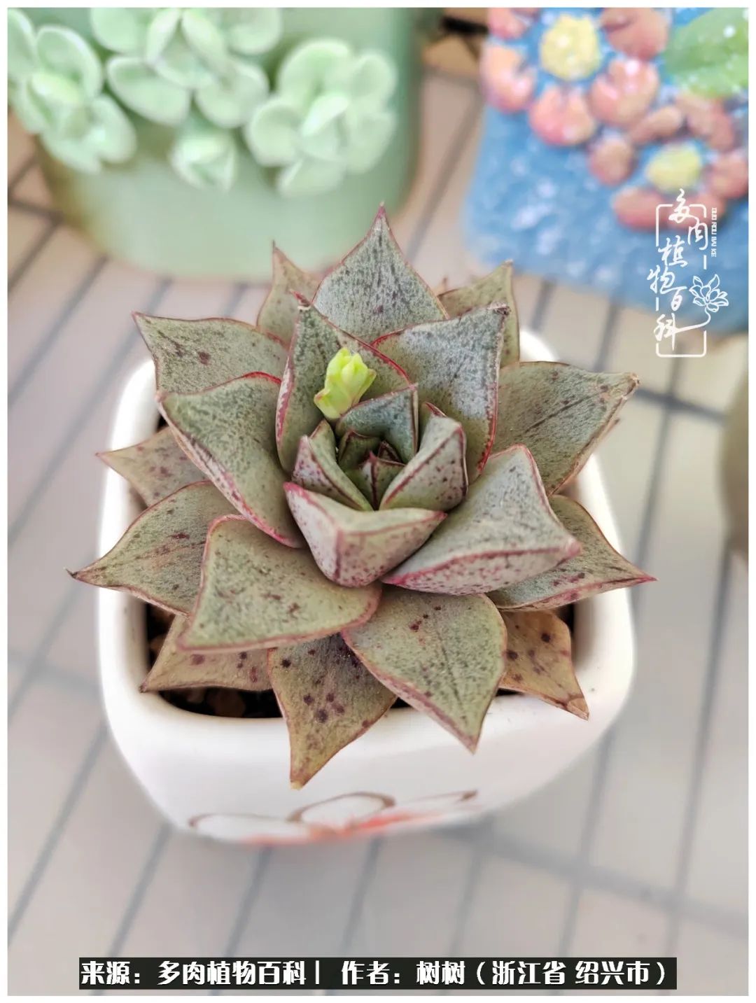 又临寒冬，暖阳下携手肉肉赏姹紫嫣红！