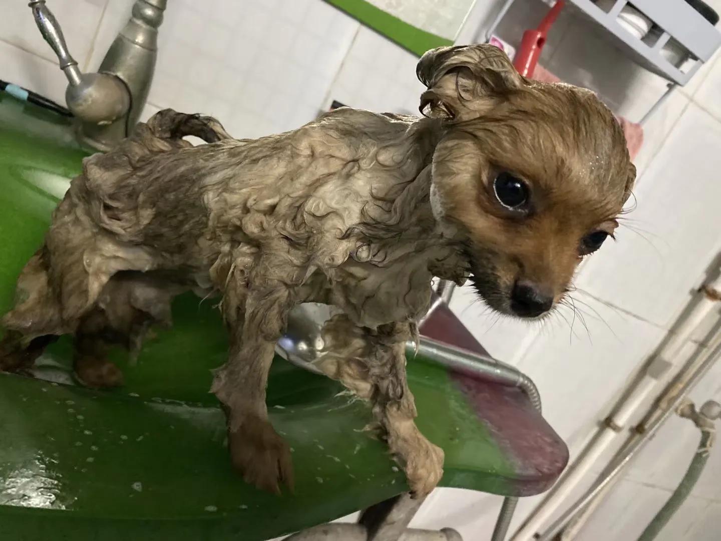 养狗小知识大全金毛,养狗小知识大全泰迪